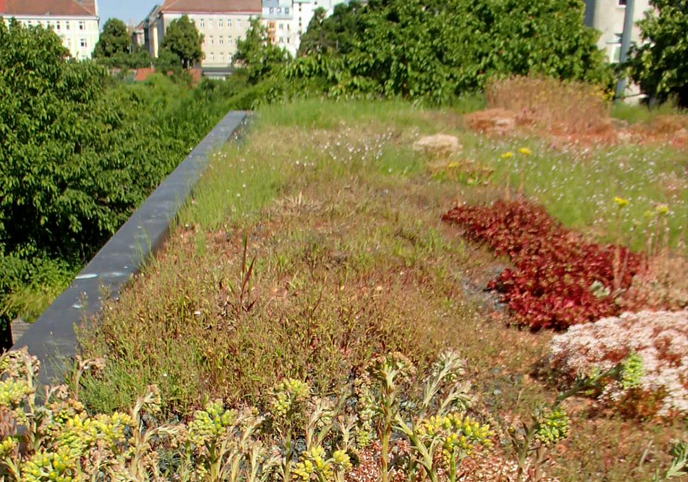Detailansicht auf ein üppig bepflanztes extensives Gründach.