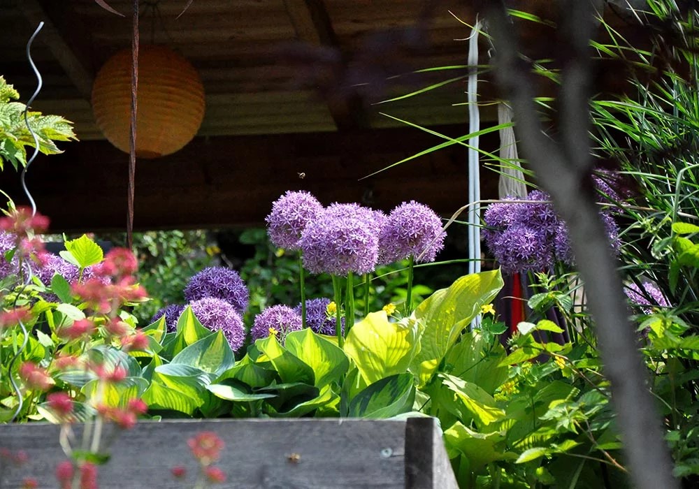 Detailansicht von einem Balkon. Man sieht wunderschöne violette und pinke Pflanzen. Im Hintergrund hängt eine Papierlaterne.